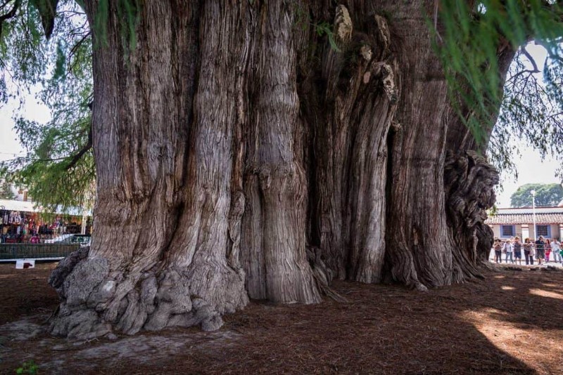 How Much Does A Tree Weigh?