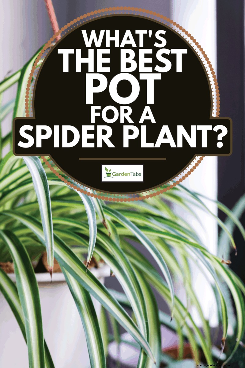 What’s The Best Pot For A Spider Plant?