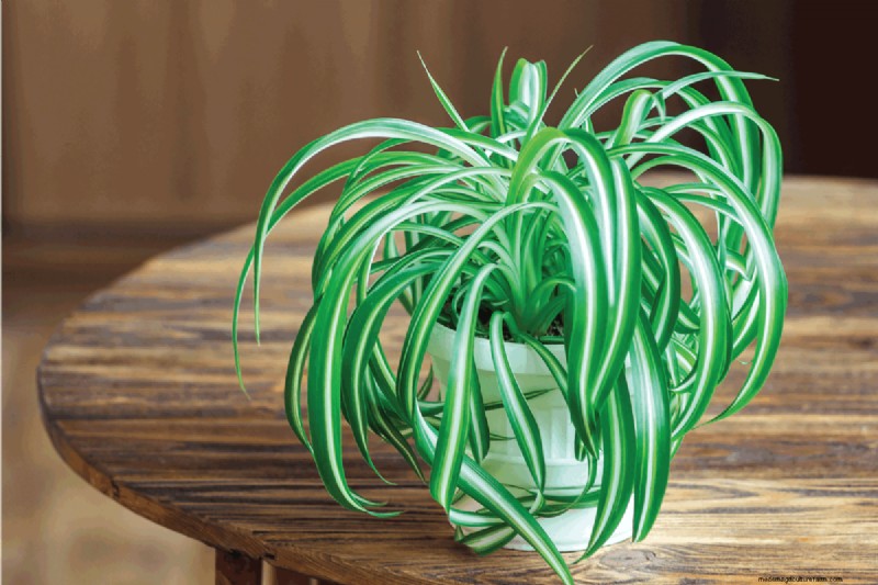 What’s The Best Pot For A Spider Plant?