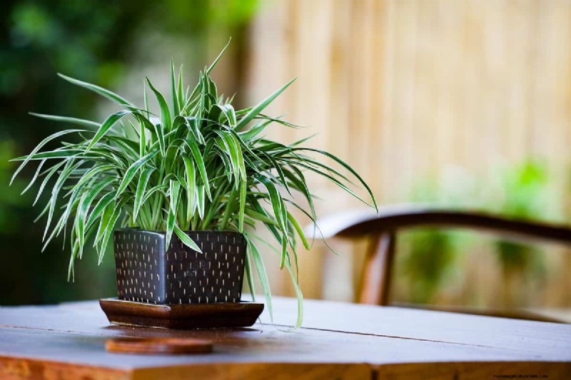 What’s The Best Pot For A Spider Plant?