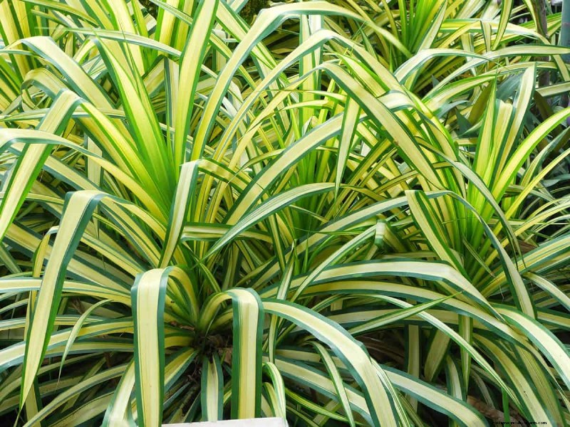 What’s The Best Pot For A Spider Plant?