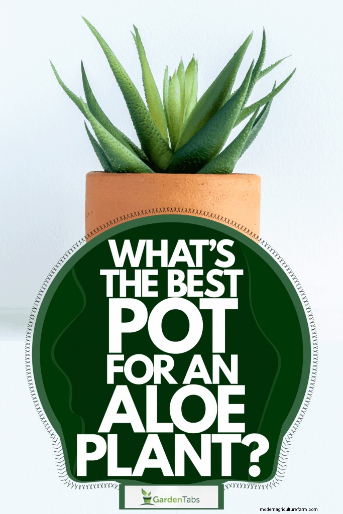 What’s The Best Pot For An Aloe Plant?