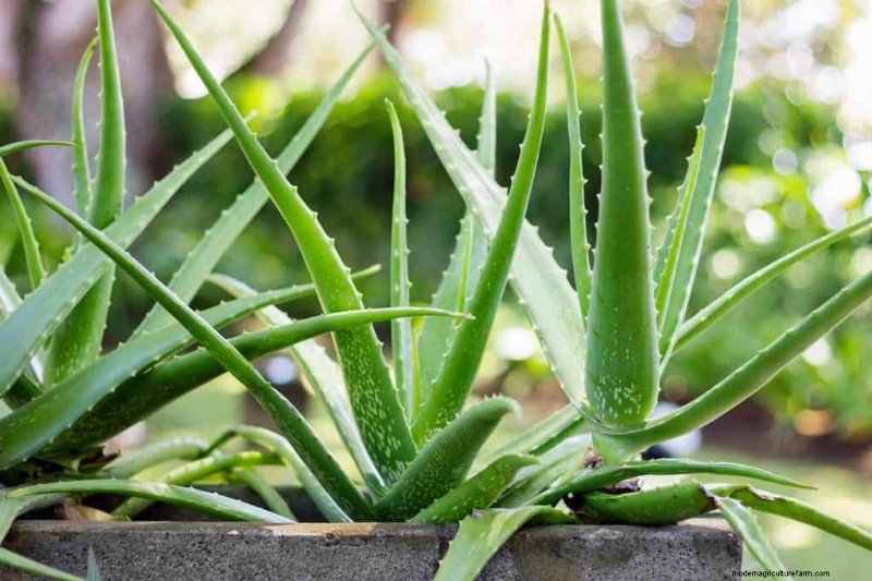 What’s The Best Pot For An Aloe Plant?