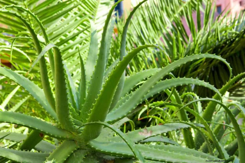 What’s The Best Pot For An Aloe Plant?