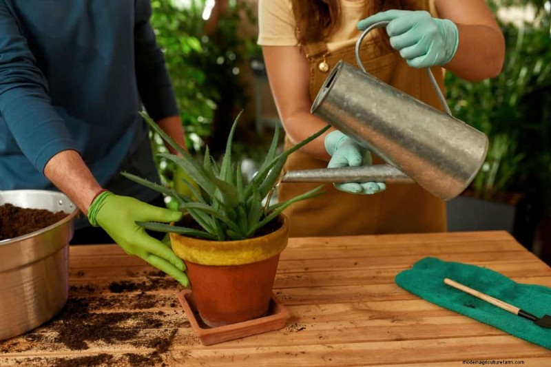 What’s The Best Pot For An Aloe Plant?