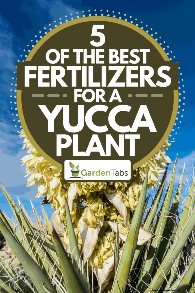 5 Of The Best Fertilizers For A Yucca Plant