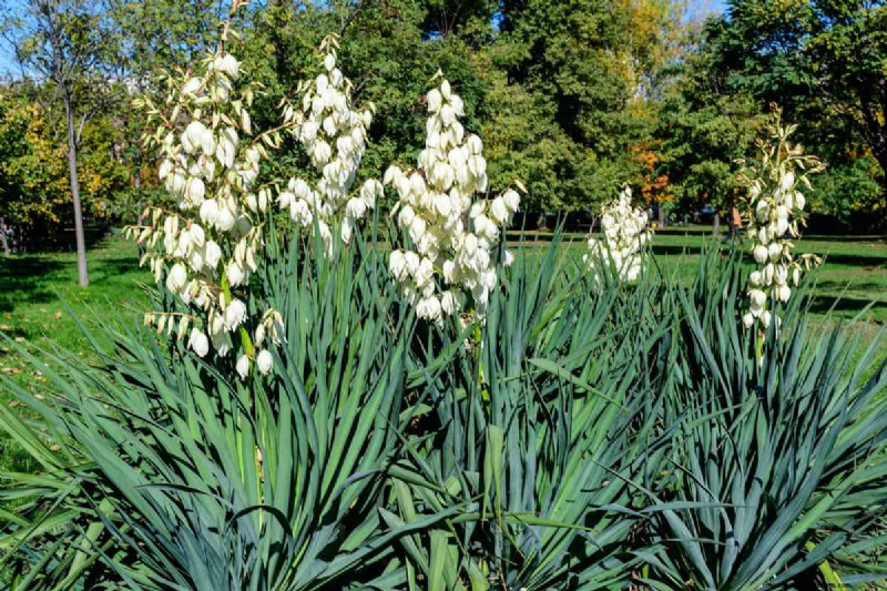 5 Of The Best Fertilizers For A Yucca Plant