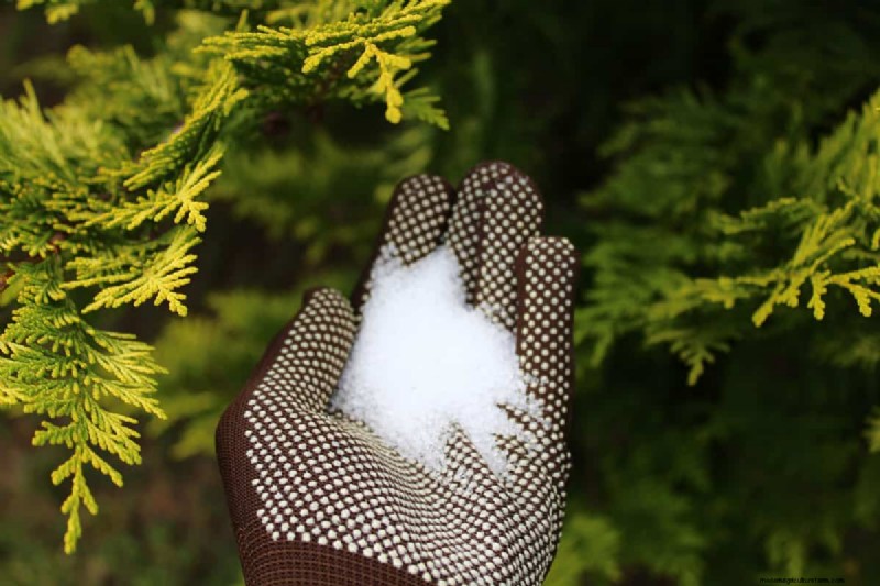 5 Of The Best Fertilizers For A Yucca Plant