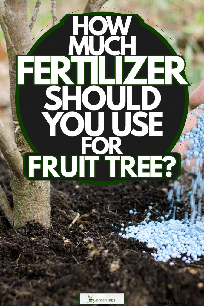 How Much Fertilizer Should You Use For Fruit Trees?
