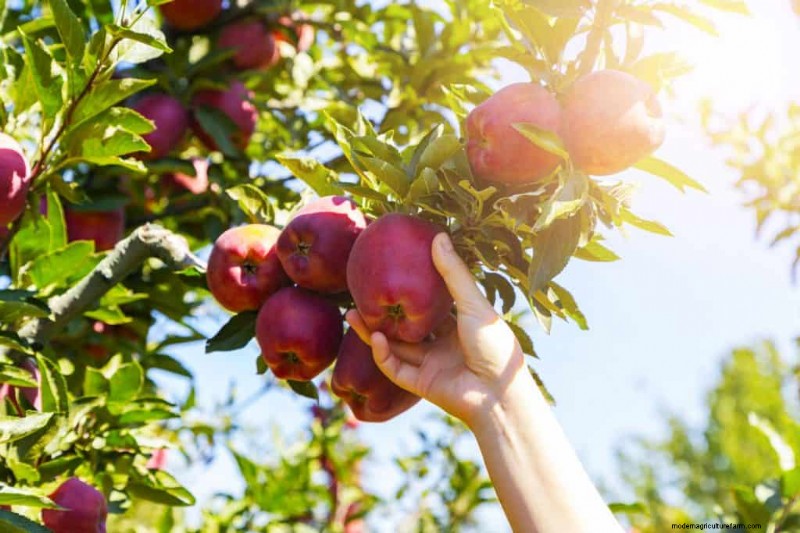 How Much Fertilizer Should You Use For Fruit Trees?