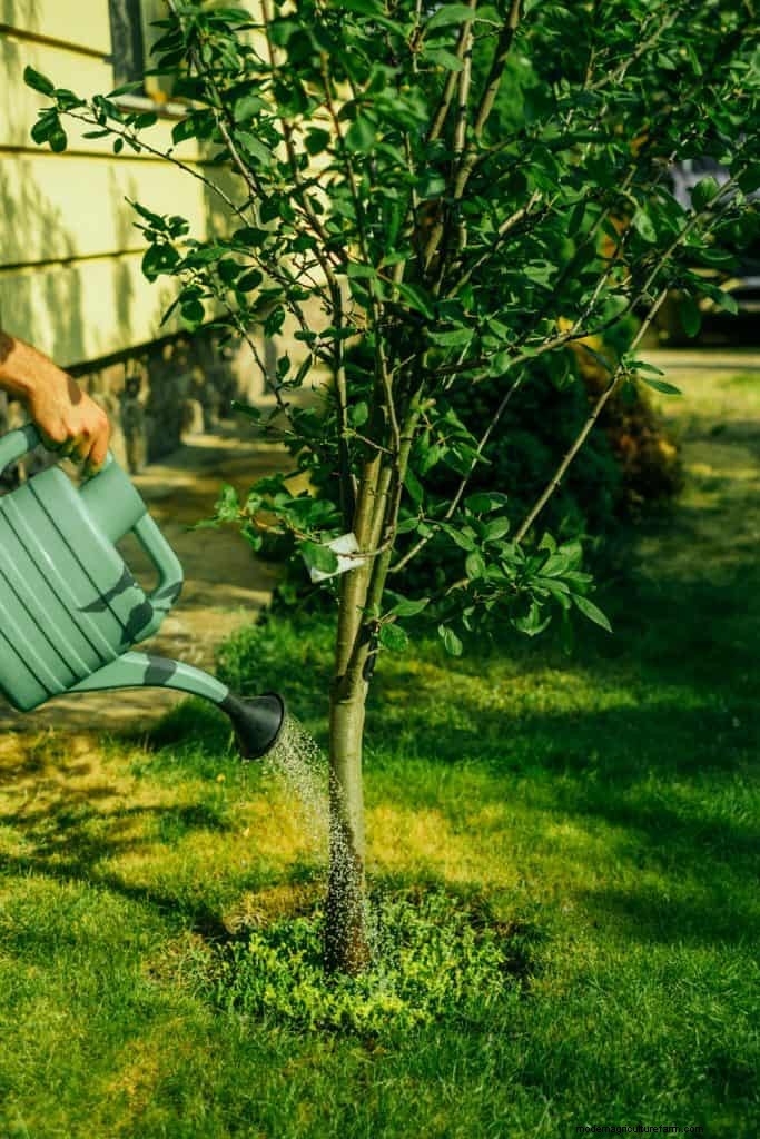 How Much Fertilizer Should You Use For Fruit Trees?