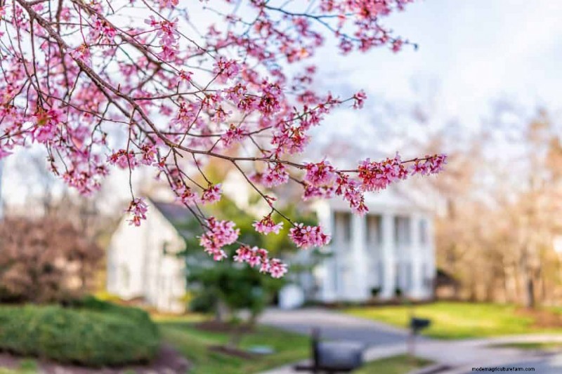 How Much Fertilizer Should You Use For Fruit Trees?