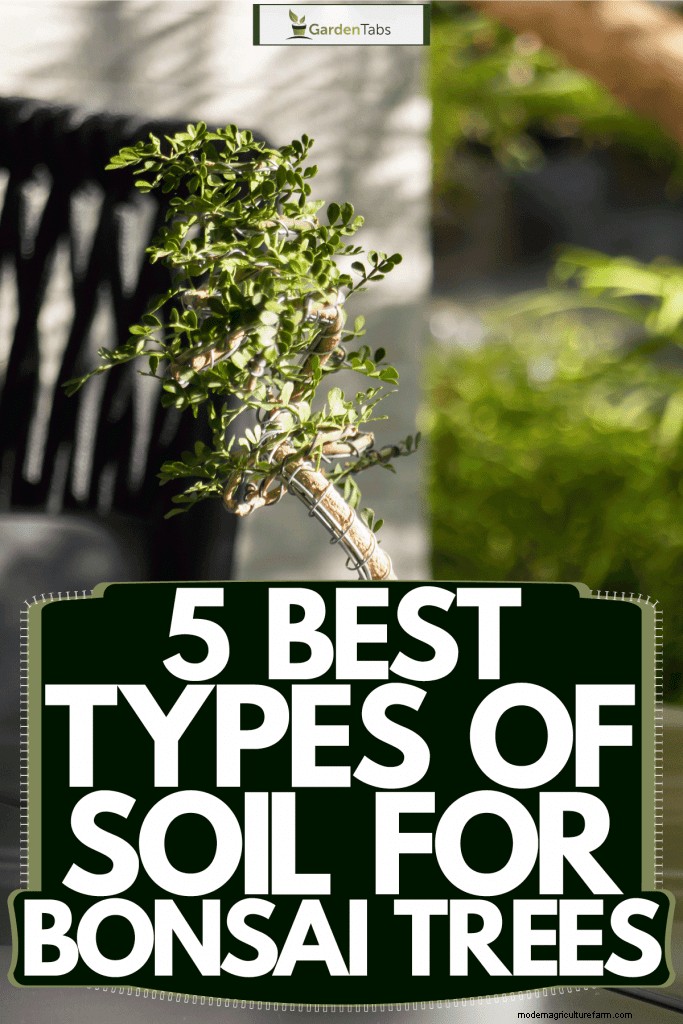 5 Best Types Of Soil For Bonsai Trees