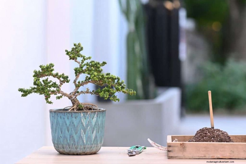 5 Best Types Of Soil For Bonsai Trees