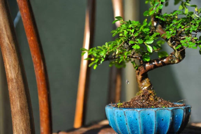 5 Best Types Of Soil For Bonsai Trees