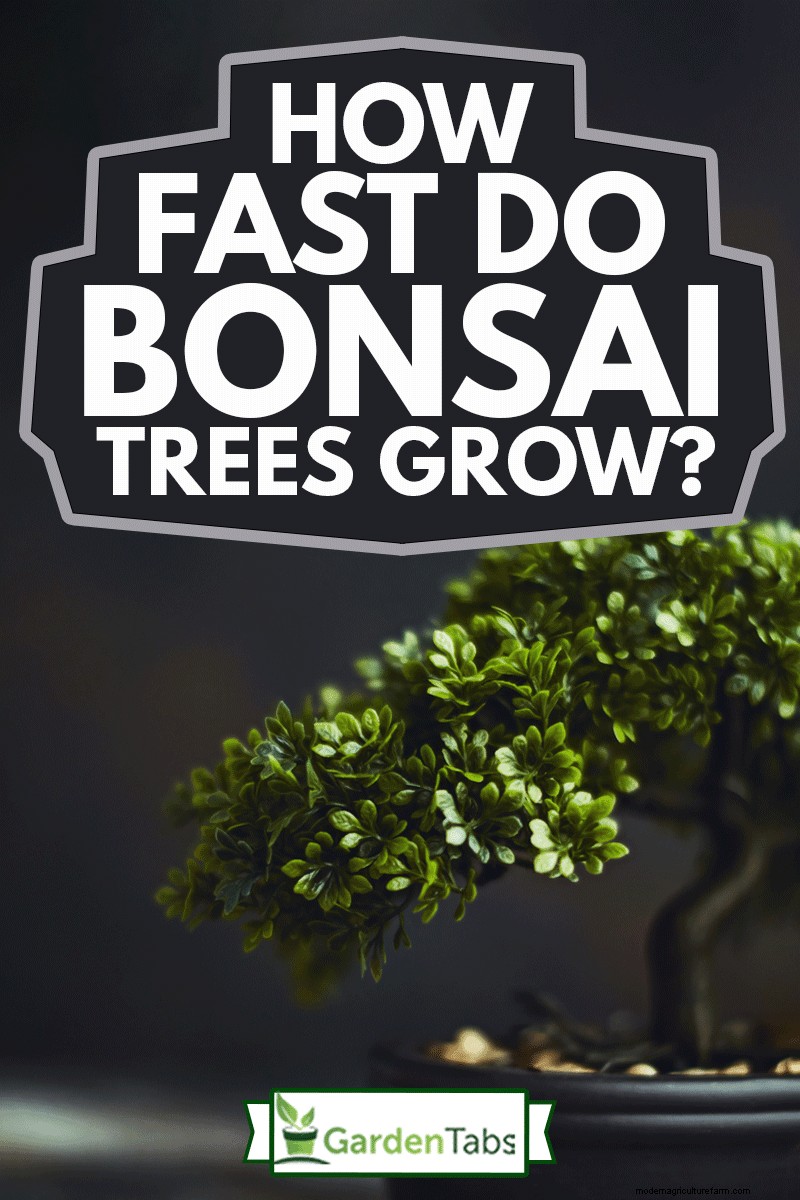 How Fast Do Bonsai Trees Grow?