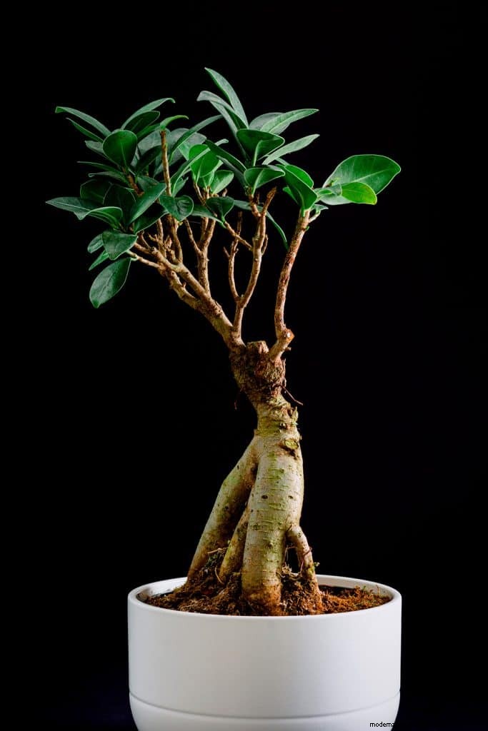 How Fast Do Bonsai Trees Grow?