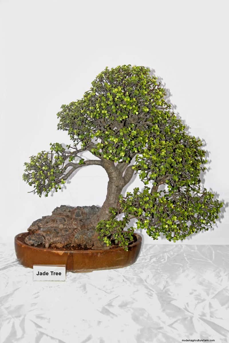 How Fast Do Bonsai Trees Grow?