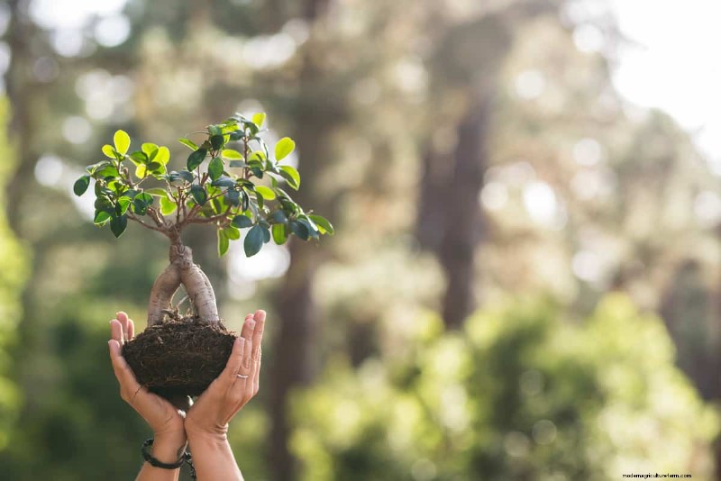 How Fast Do Bonsai Trees Grow?