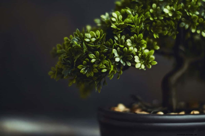How Fast Do Bonsai Trees Grow?