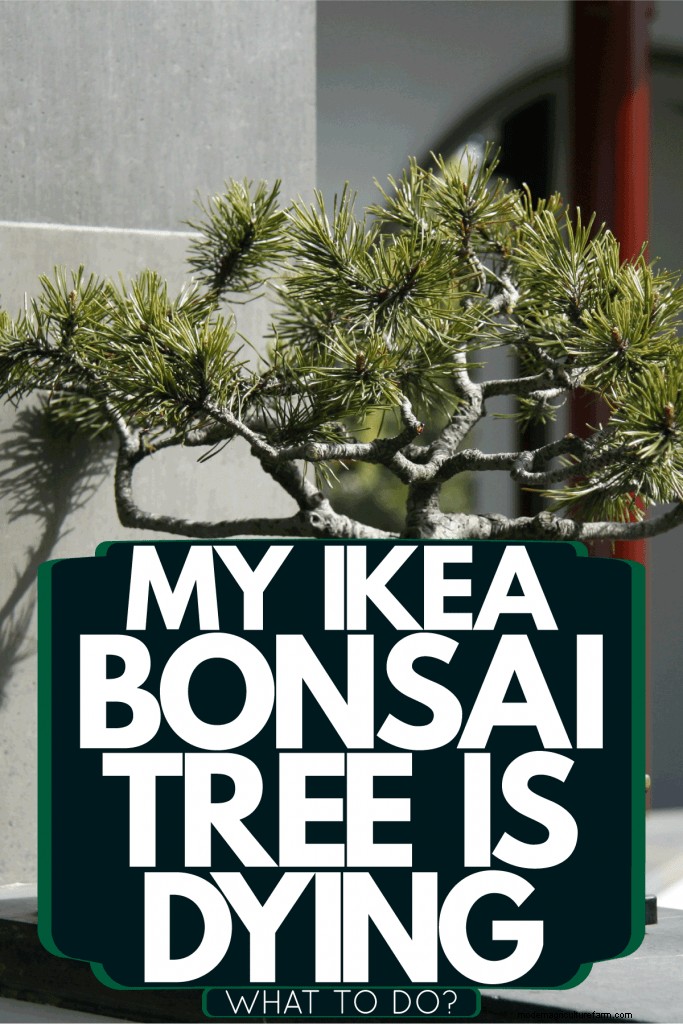 My Ikea Bonsai Tree Is Dying – What To Do?
