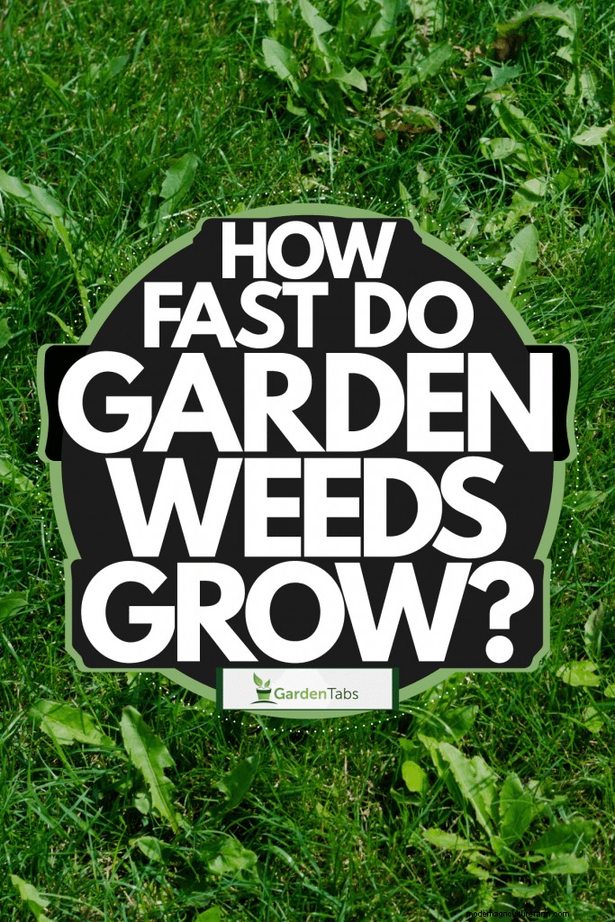 How Fast Do Garden Weeds Grow?
