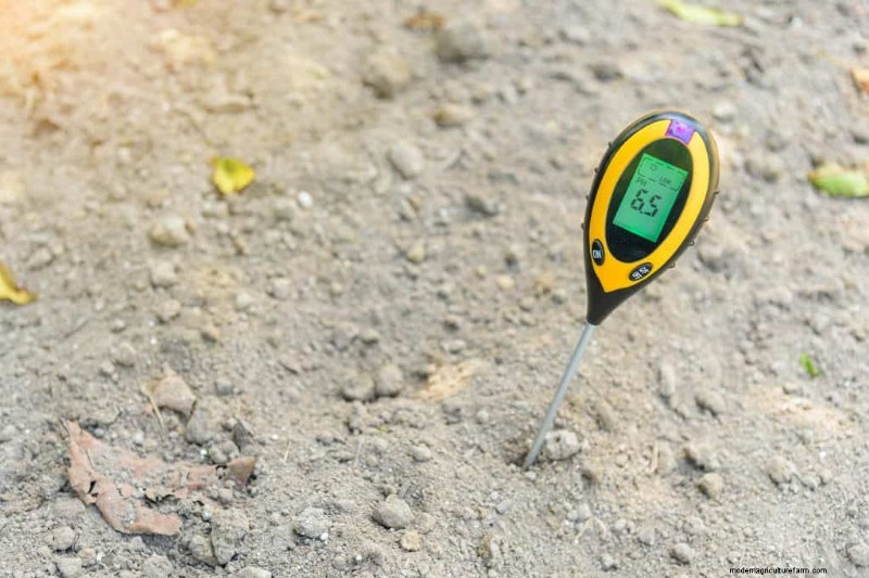 Should You Add Lime To Sandy Soil?