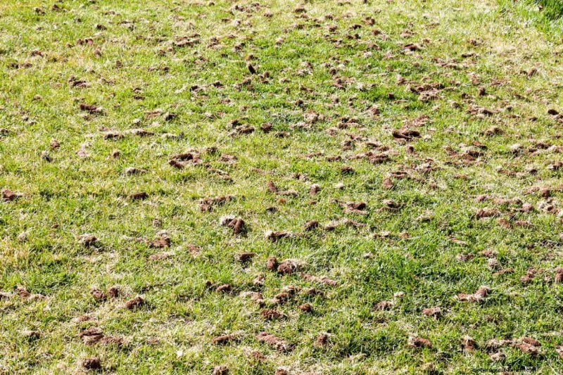 Can You Over Aerate Your Lawn?
