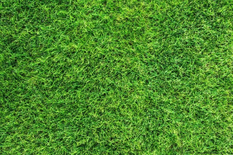 What Are The Best And Worst Types Of Soil For St Augustine Grass?
