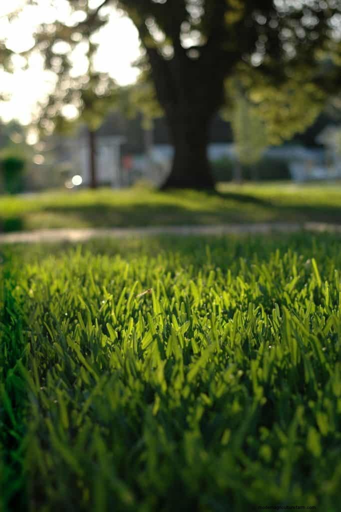 What Are The Best And Worst Types Of Soil For St Augustine Grass?