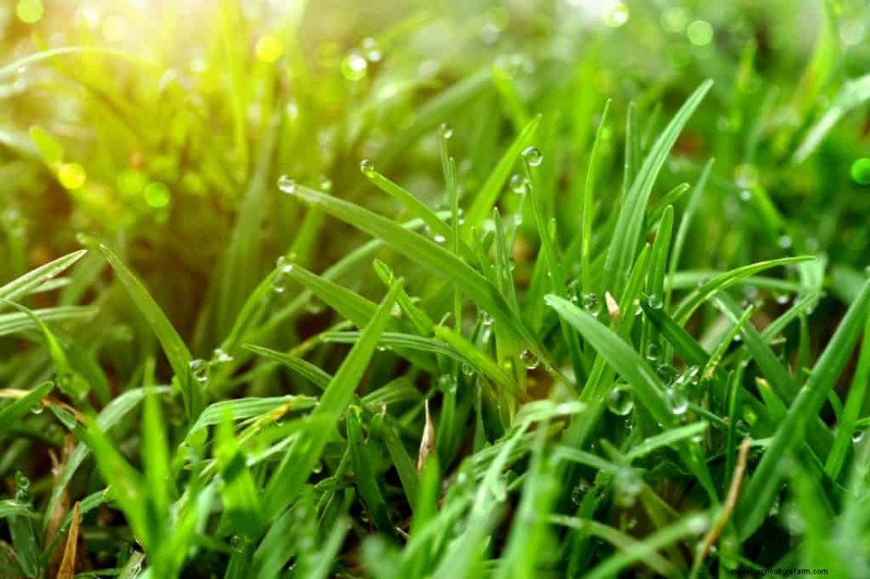 What Are The Best And Worst Types Of Soil For St Augustine Grass?