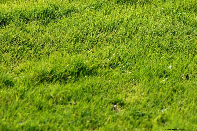 What Are The Best And Worst Types Of Soil For St Augustine Grass?