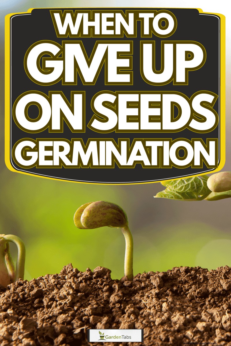 When To Give Up On Seeds Germination
