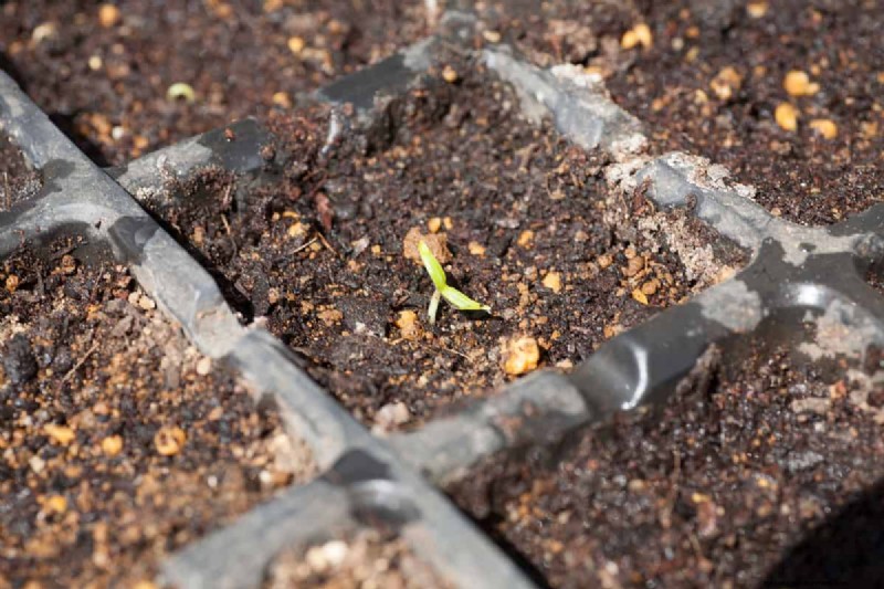 When To Give Up On Seeds Germination