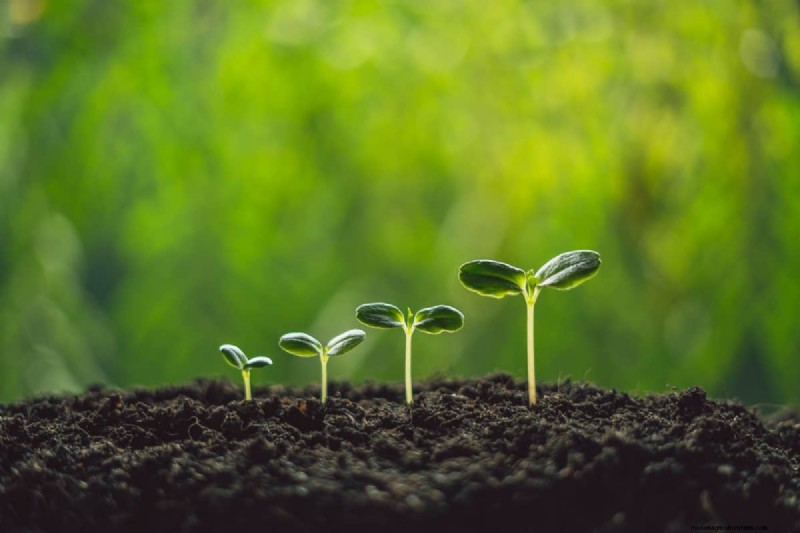 When To Give Up On Seeds Germination