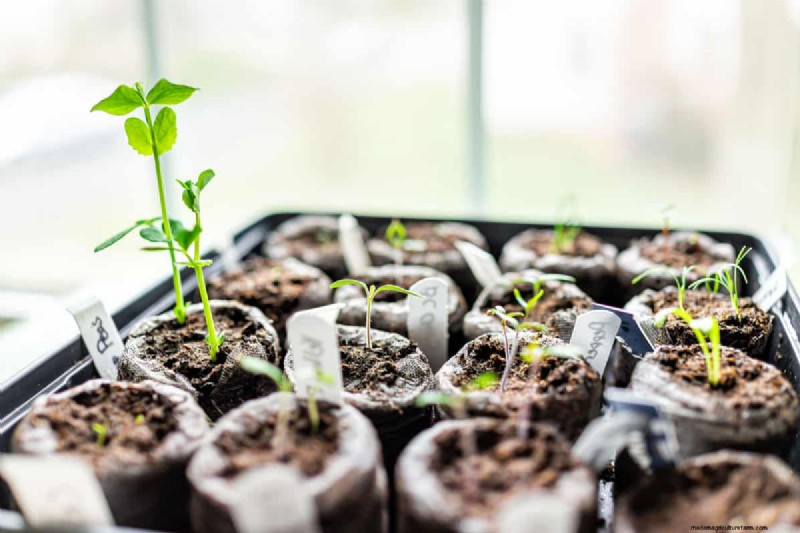 When To Give Up On Seeds Germination