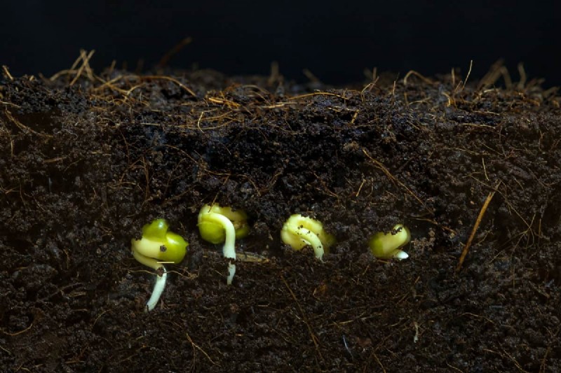 When To Give Up On Seeds Germination