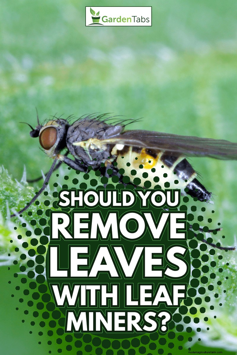 Should You Remove Leaves With Leaf Miners?