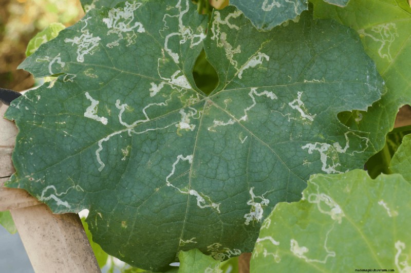 Should You Remove Leaves With Leaf Miners?