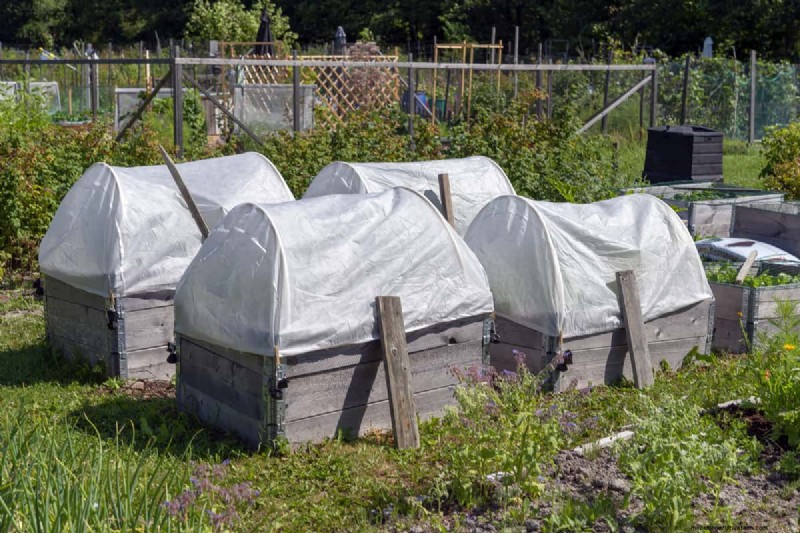 Should You Remove Leaves With Leaf Miners?