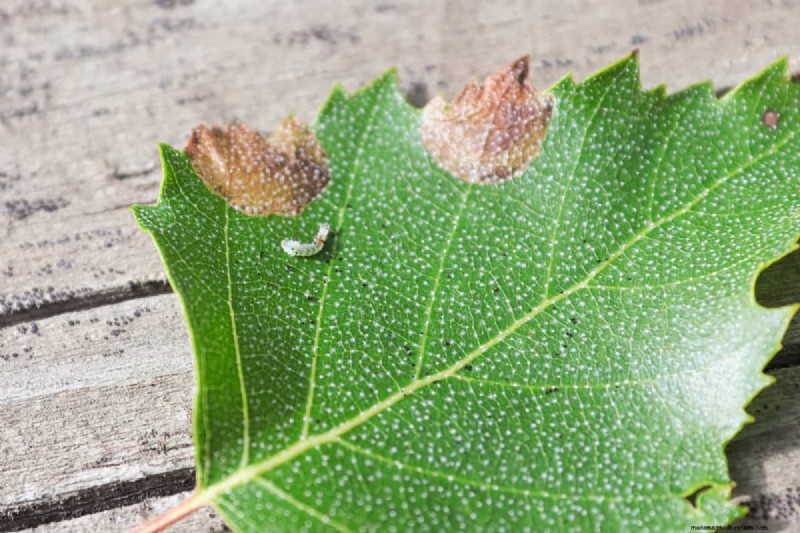 Should You Remove Leaves With Leaf Miners?