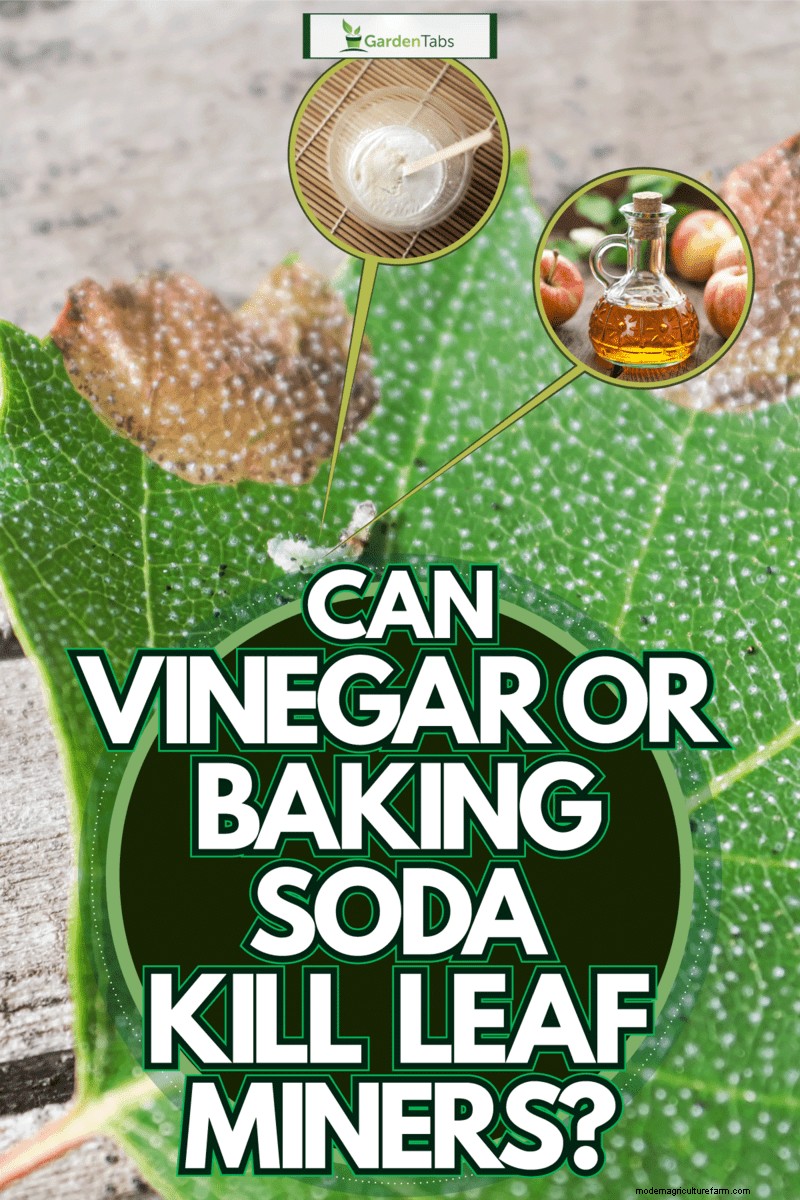 Can Vinegar Or Baking Soda Kill Leaf Miners?