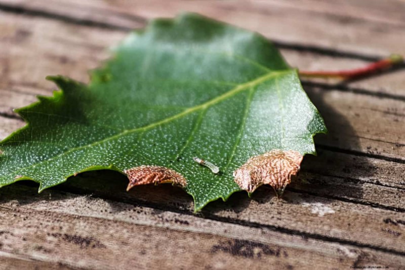 Can Vinegar Or Baking Soda Kill Leaf Miners?