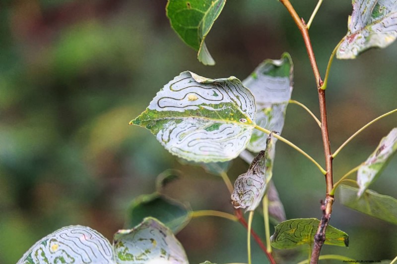 Can Vinegar Or Baking Soda Kill Leaf Miners?