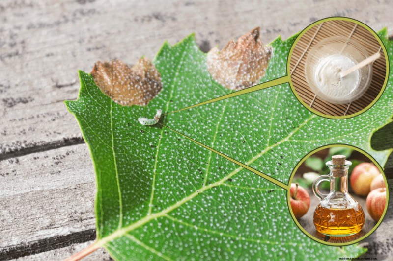 Can Vinegar Or Baking Soda Kill Leaf Miners?