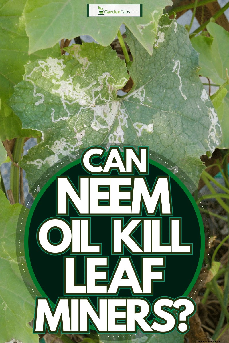 Can Neem Oil Kill Leaf Miners?