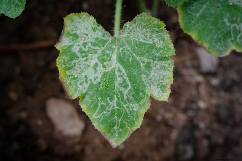 Can Neem Oil Kill Leaf Miners?