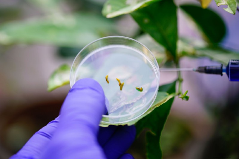 Can Neem Oil Kill Leaf Miners?