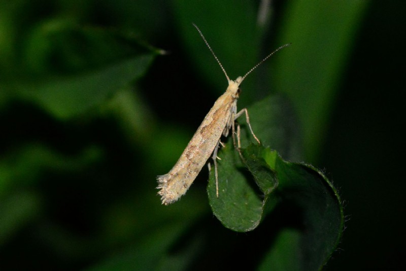 Can Neem Oil Kill Leaf Miners?