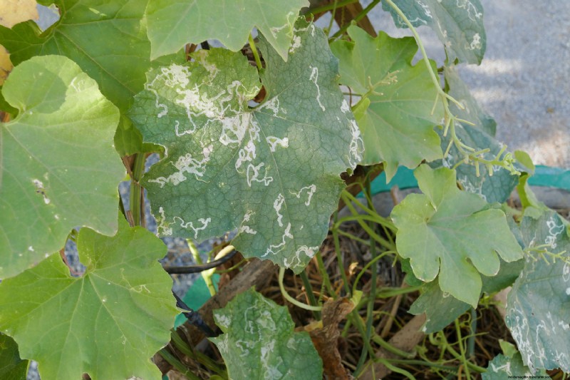 Can Neem Oil Kill Leaf Miners?